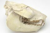 Fossil Oreodont (Merycoidodon) Skull - South Dakota #207470-2
